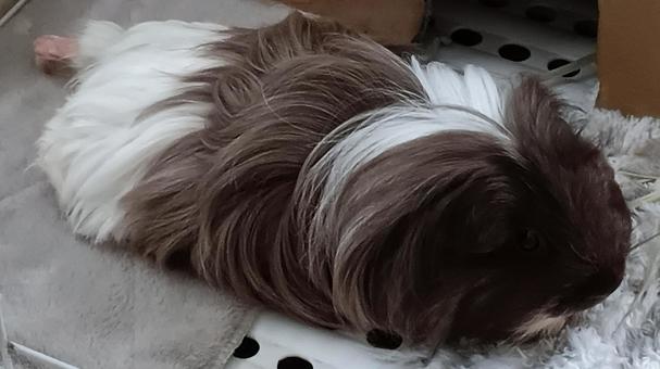 眠ってしまったらしいモルモットの写真