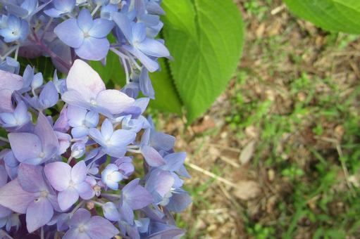 いよいよアジサイの季節ですの写真