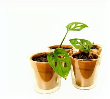 モンステラ ミニ モンステラ ミニ モンステラ,観葉植物,植物の写真素材