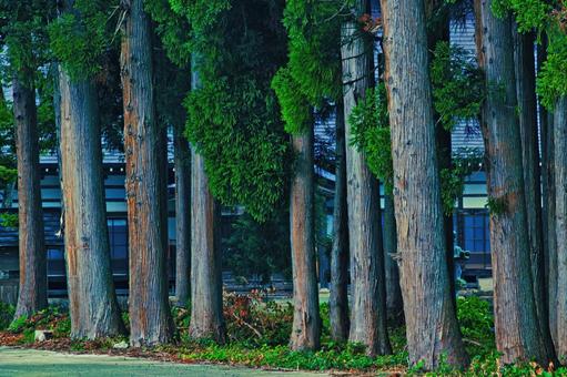 杉並木の連なり 杉,杉並木,森林の写真素材