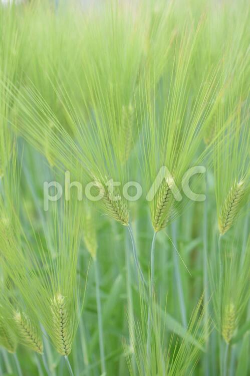 畑の大麦、クローズアップ、麦の穂 麦,大麦,作物の写真素材