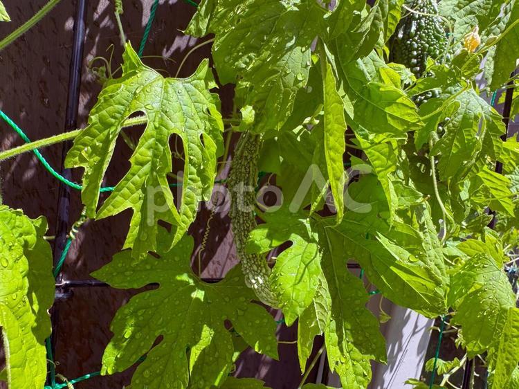 家庭菜園の緑のカーテン：細く育つゴーヤ 植物,野菜,家庭菜園の写真素材