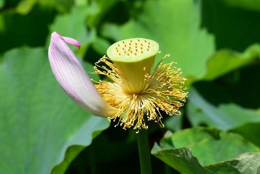 花びらのおちたハスの写真