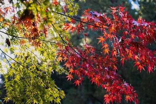 光に透けて輝くグラデーションの紅葉 紅葉,黄葉,モミジの写真素材