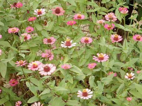 【花の写真】 ヒャクニチソウ(百日草) 【花の写真】 ヒャクニチソウ(百日草)の写真