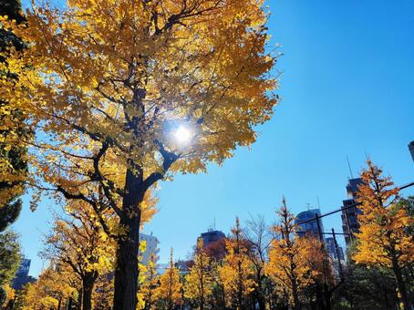 青空と輝く銀杏並木 銀杏,イチョウ,黄葉の写真素材
