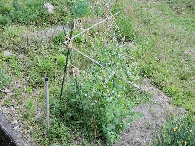 畑　エンドウ 畑,エンドウ,家庭菜園の写真素材