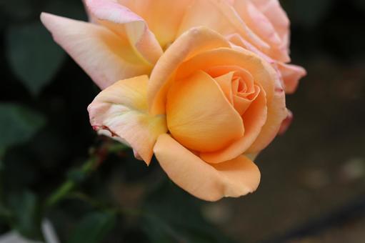 バラ園のきれいな薔薇を撮った写真です バラ園のきれいな薔薇を撮った写真ですの写真