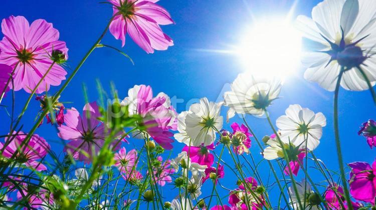 晴れた秋空に咲くコスモス コスモス,秋桜,コスモス園の写真素材