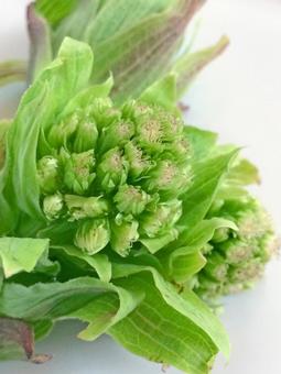 ふきのとうの写真