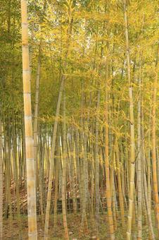 秋の竹林 景色,秋,紅葉の写真素材