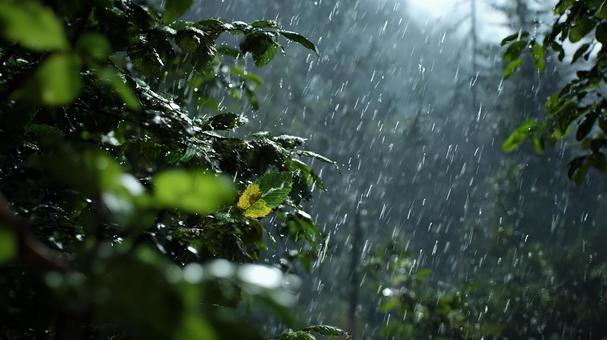 雨音響く静かな森 雨音響く静かな森の写真