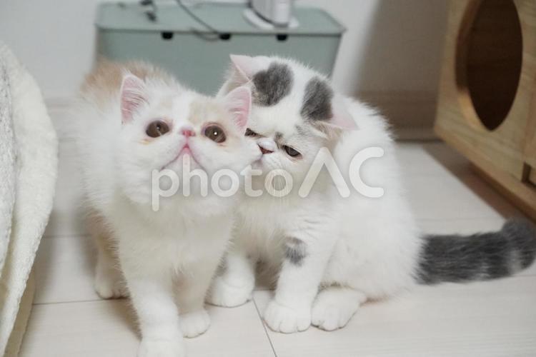 エキゾチックショートヘアーの仔猫 動物,ねこ,猫の写真素材