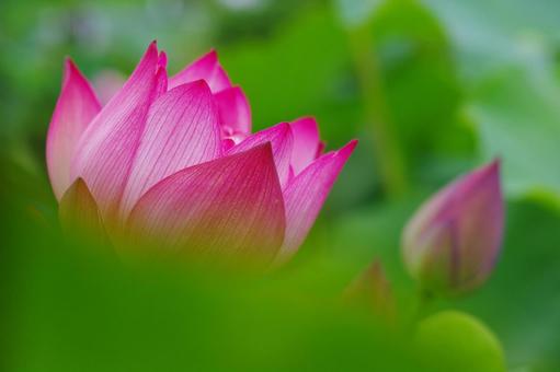 蓮 ハス 水辺の花 ピンクの花 蓮 ハス 水辺の花 ピンクの花 蓮,ハス,ピンクの花の写真素材