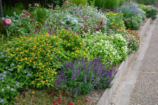 公園の植え込みに寄せ植えされた花々 公園の植え込みに寄せ植えされた花々 公園,植え込み,寄せ植えの写真素材