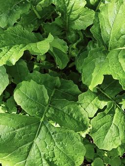 葉っぱ81の写真