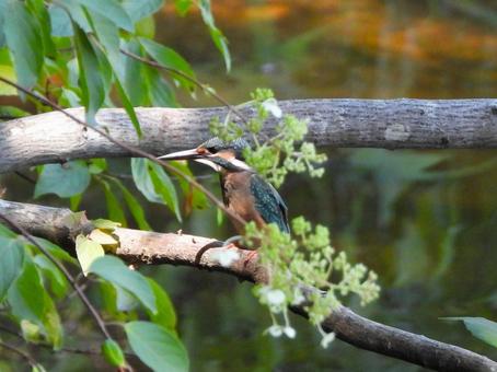 ウバメガシの葉に隠れるカワセミの写真