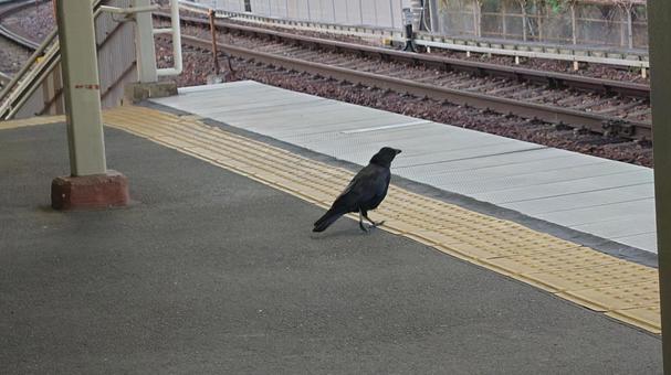 駅のカラス 駅のカラス 鳥,ホーム,線路の写真素材