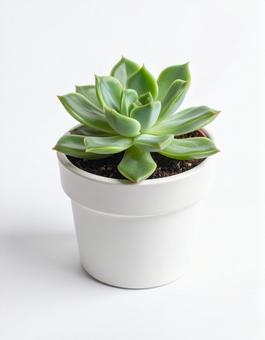 白い背景に多肉植物 白い背景に多肉植物の写真