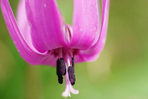 カタクリの花 カタクリ,一輪,春の写真素材