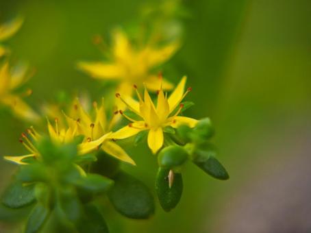 カタバミの花 カタバミの花の写真