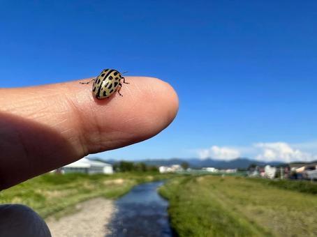 ヤナギルリハムシ ヤナギルリハムシの写真