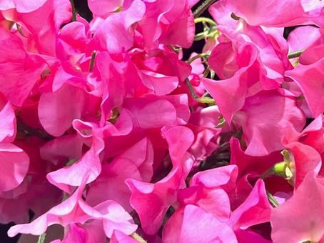 ピンクのスイートピー スイートピー,花,たくさんの写真素材