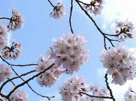 満開の桜10 満開の桜10の写真