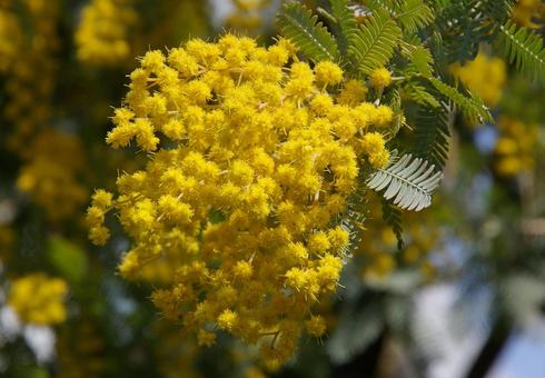 ギンヨウアカシア ギンヨウアカシア ギンヨウアカシア,銀葉アカシア,ハナアカシアの写真素材