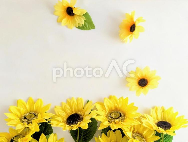 背景素材（夏イメージ）ひまわり9 ひまわり,夏,夏イメージの写真素材