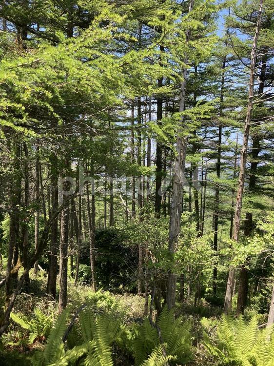 鉢伏山の木々 鉢伏山,木々,長野県の写真素材