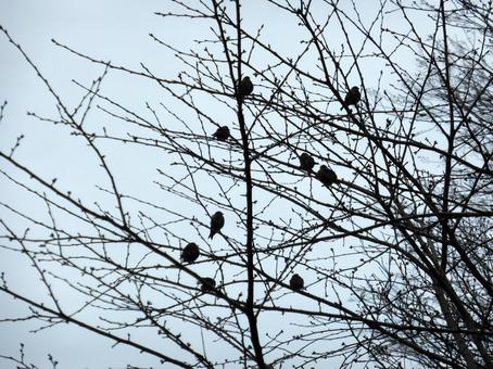 枯れ枝に止まる冬鳥達 枯れ枝に止まる冬鳥達 木,樹木,木々の写真素材