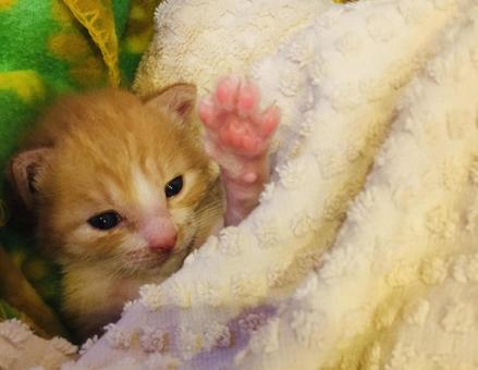 保護猫仔猫 1 保護猫仔猫 1の写真
