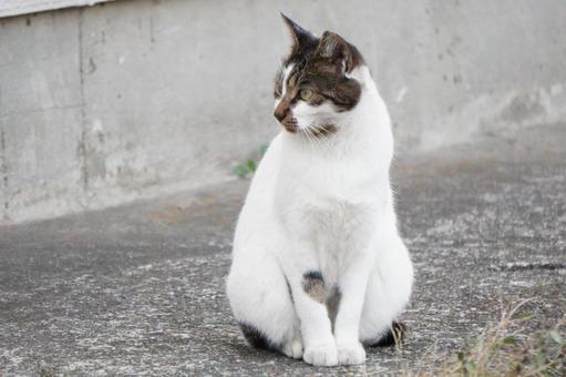 街中で見かけた野良猫1 ネコ,可愛い,かわいいの写真素材