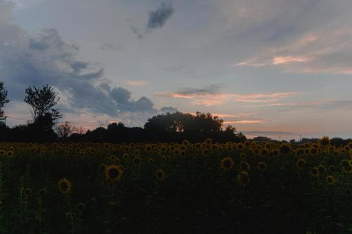 Sunflower field sunset, JPG