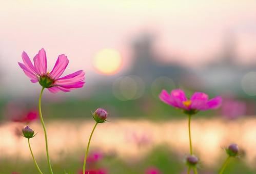 夕日とCOSMOS（川べり） コスモス,夕方,夕日の写真素材