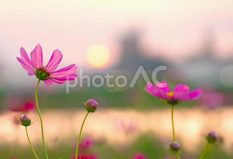 夕日とCOSMOS（川べり） コスモス,夕方,夕日の写真素材