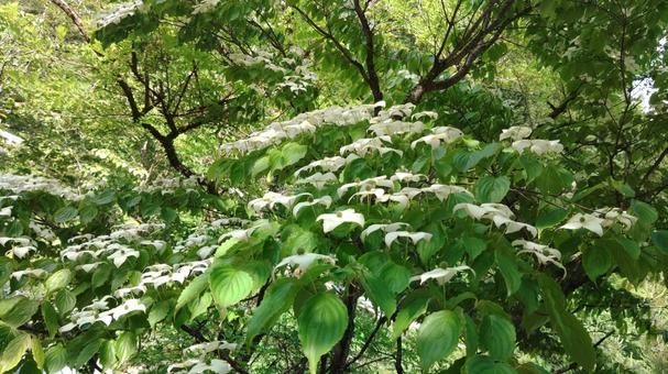 ヤマボウシの写真