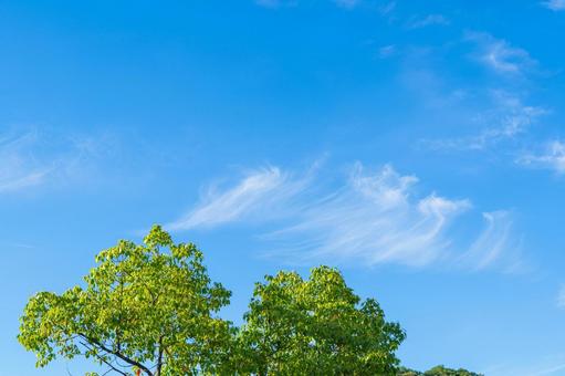 青空と緑 青空と緑 緑,夏,青空の写真素材