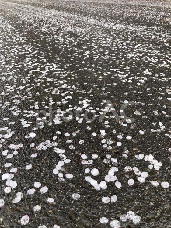 道路に舞い散った桜の花びら 桜,春,4月の写真素材