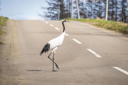 道を渡るタンチョウ タンチョウ,鶴,野鳥の写真素材