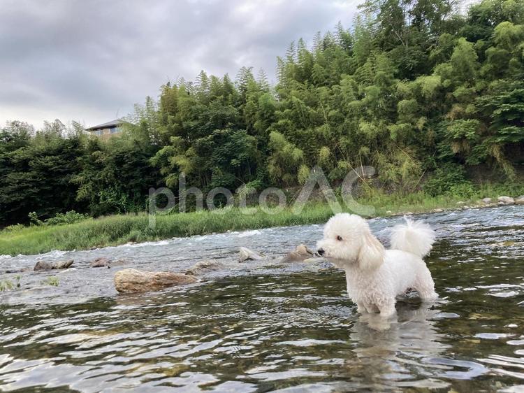 川の中のトイプードル 川,川辺,bbqの写真素材