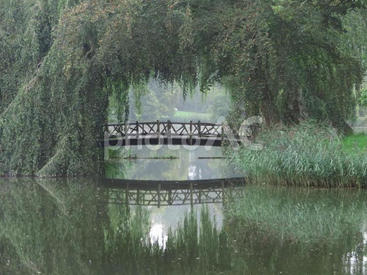 森の中の神秘的な橋 橋,森,木の写真素材