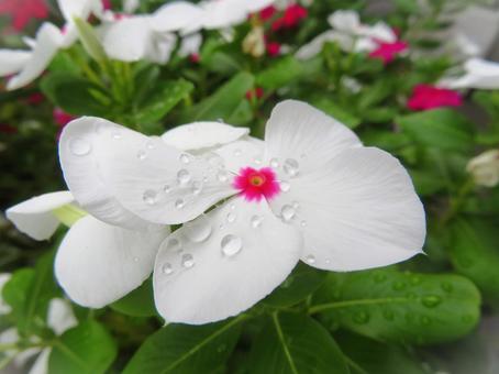 白いニチニチソウと雨粒 白いニチニチソウと雨粒の写真