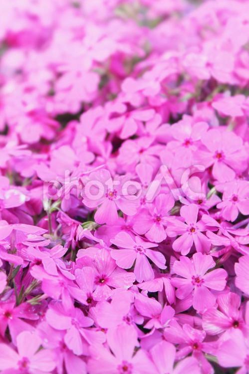 鮮やかなピンクのじゅうたん シバザクラ,芝桜,ピンクのじゅうたんの写真素材