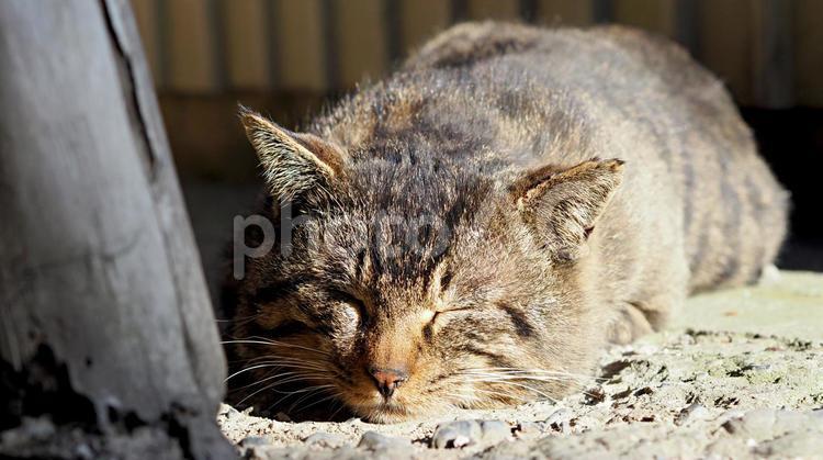 眠るキジトラ野良猫 猫,ネコ,ねこの写真素材