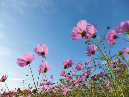 <Image of Autumn> Cosmos, JPG