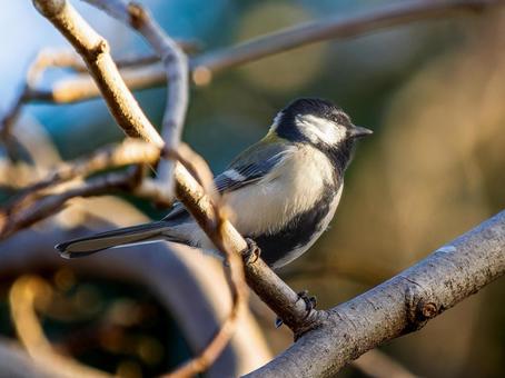 枝にとまるシジュウカラ 枝にとまるシジュウカラ シジュウカラ,野鳥,鳥の写真素材
