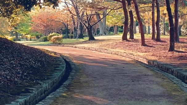 公園の道 自然,道路,木漏れ日の写真素材