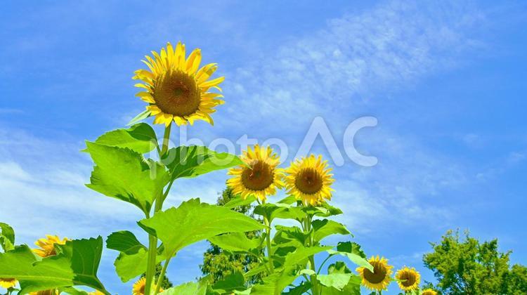 青空とひまわりの花 ひまわり,向日葵,花の写真素材
